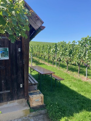 Wein-Schatzsuche am Heuchelberg - Ein besonderes Erlebnis in den Weinbergen