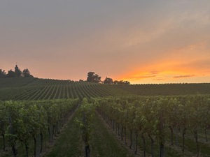 Weinspaziergang am Heuchelberg - mit Grillen am Wengerthäusle