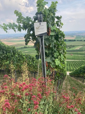 Wein-Schatzsuche am Heuchelberg - Ein besonderes Erlebnis in den Weinbergen