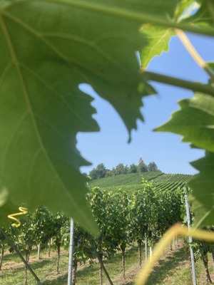 Wein-Schatzsuche am Heuchelberg - Ein besonderes Erlebnis in den Weinbergen
