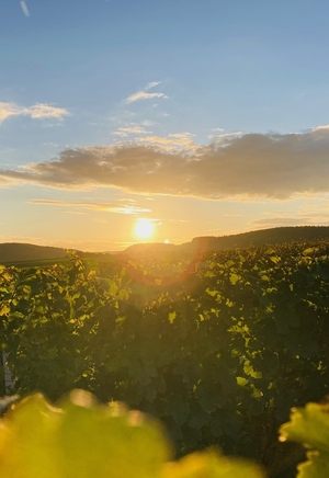 Sundowner am Heuchelberg